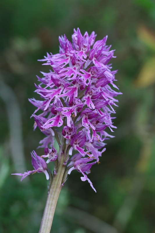 Algarve 2023 Orchis%20italica hyperc